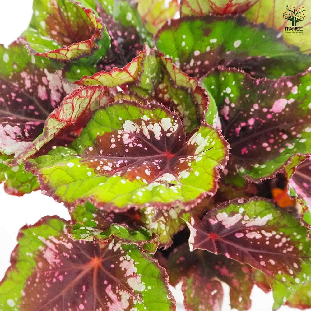 レックスベゴニア エンバー 【観葉植物 5号／1個売り】