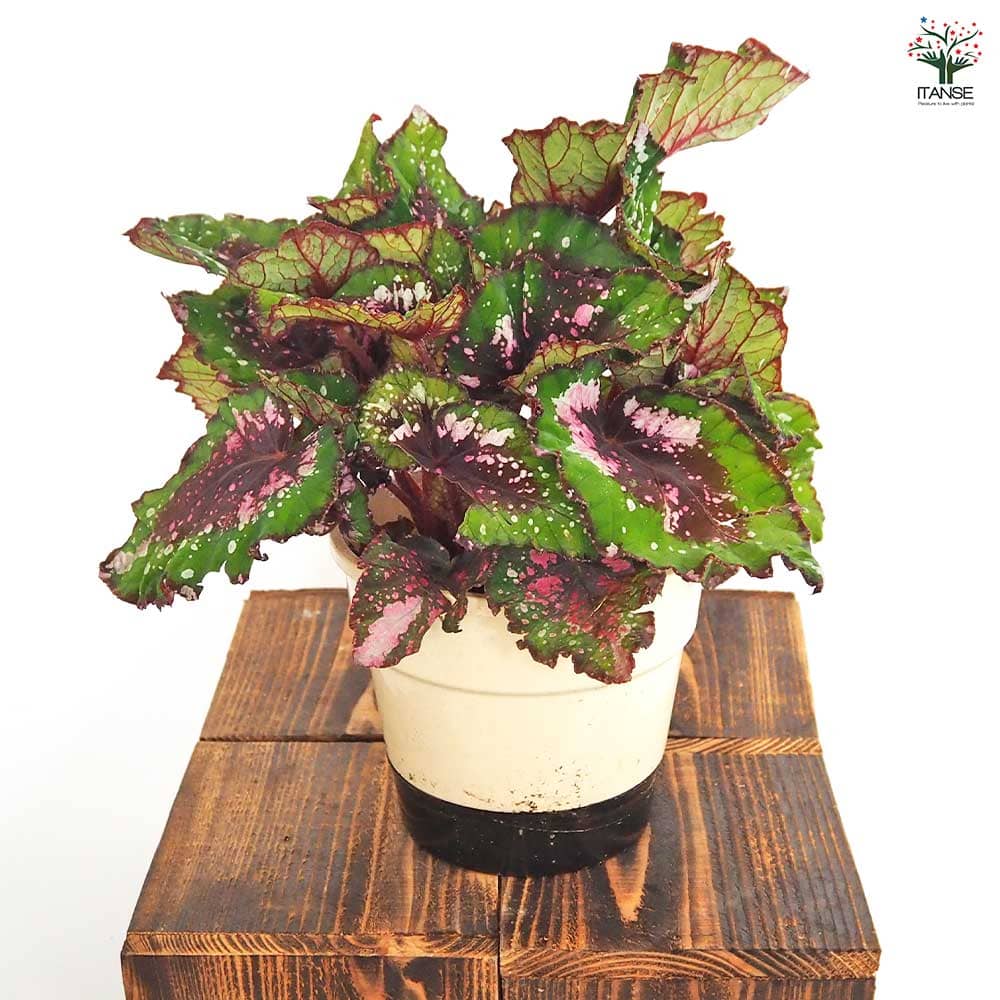 レックスベゴニア エンバー 【観葉植物 5号／1個売り】