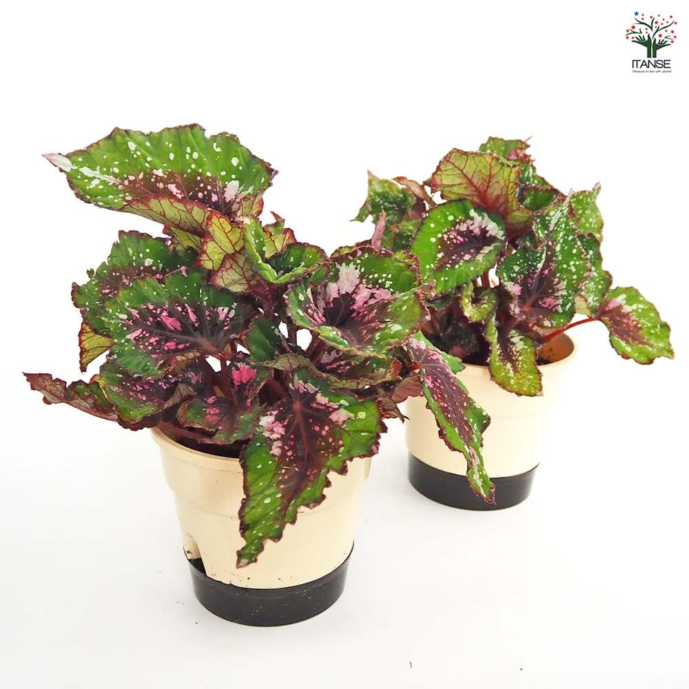 レックスベゴニア エンバー 【観葉植物 5号／1個売り】