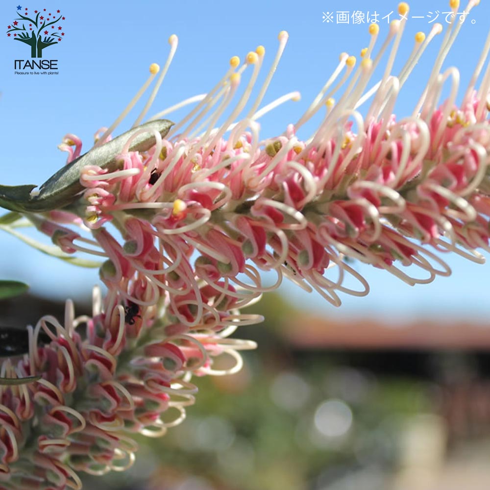 グレビレア・ココナッツアイス【庭木 5号スリット鉢／1個売り