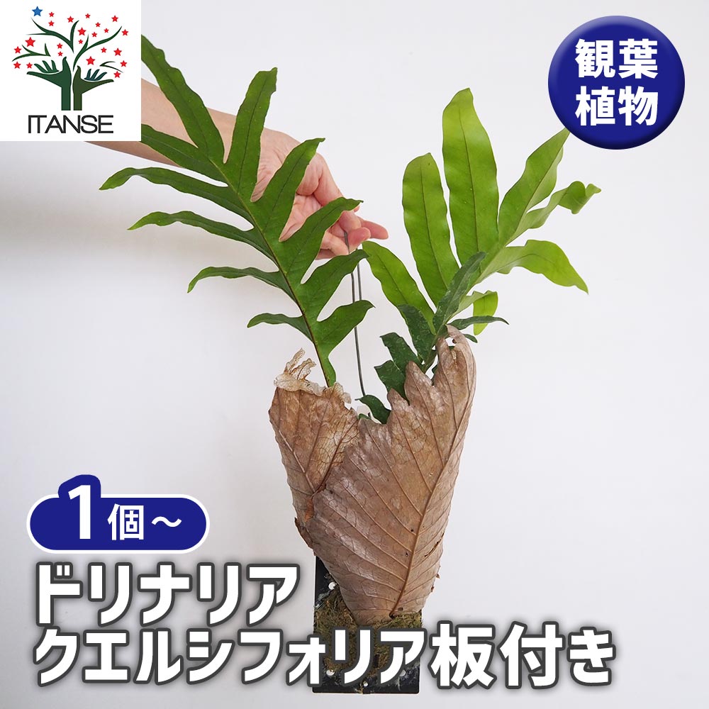 観葉植物　 ドリナリア クエルシフォリア　板付 ドリナリア クエルシフォリア板付き 【観葉植物 ／1個売り