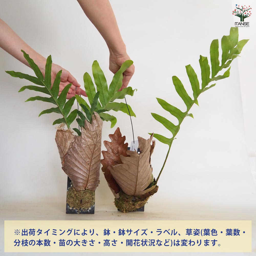 観葉植物　 ドリナリア クエルシフォリア 板付 ドリナリア：クエルシフォリア 6号鉢植え の通販 | 園芸ネット