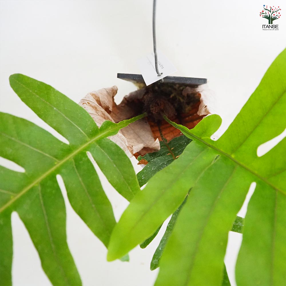観葉植物　 ドリナリア クエルシフォリア 板付 ドリナリア クエルシフォリア板付き 【観葉植物 なし／1個売り
