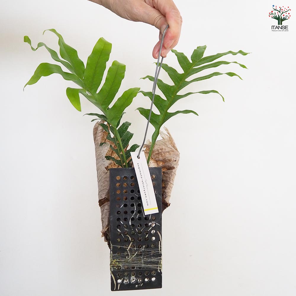 観葉植物　 ドリナリア クエルシフォリア 板付 ドリナリア：クエルシフォリア 6号鉢植え の通販 | 園芸ネット