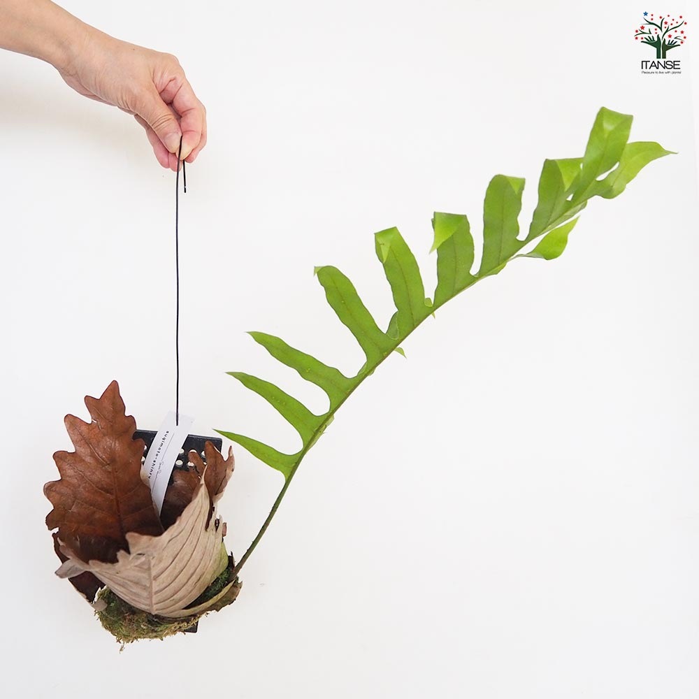 ドリナリア クエルシフォリア板付き 【観葉植物 ／1個売り】｜ 【植物