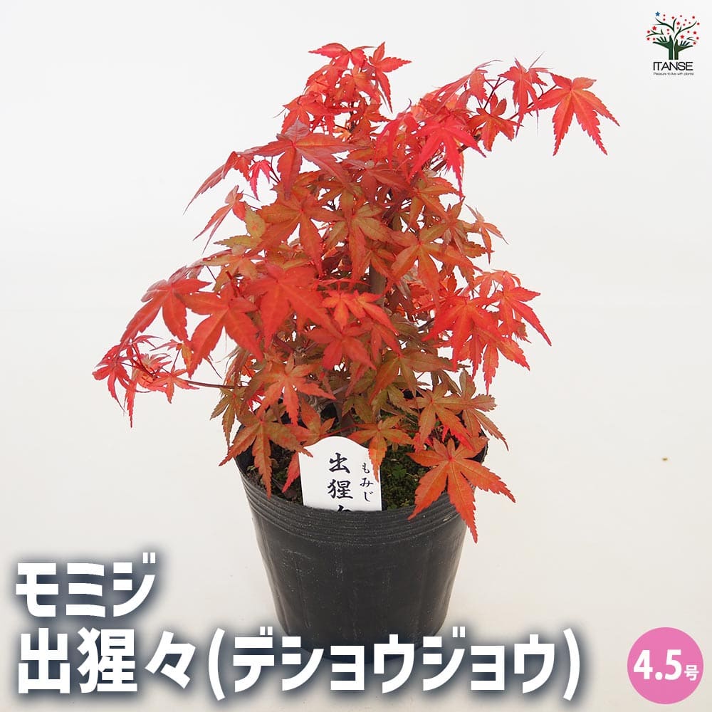 モミジ(カエデ)の苗木 出猩々(デショウジョウ) 【花木苗 4.5号／1個