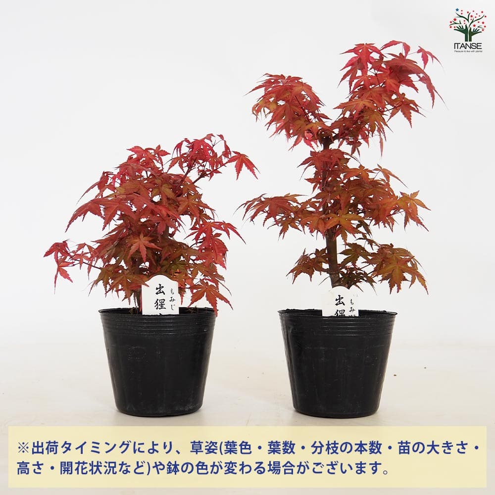 モミジ(カエデ)の苗木 出猩々(デショウジョウ) 【花木苗 4.5号／1個