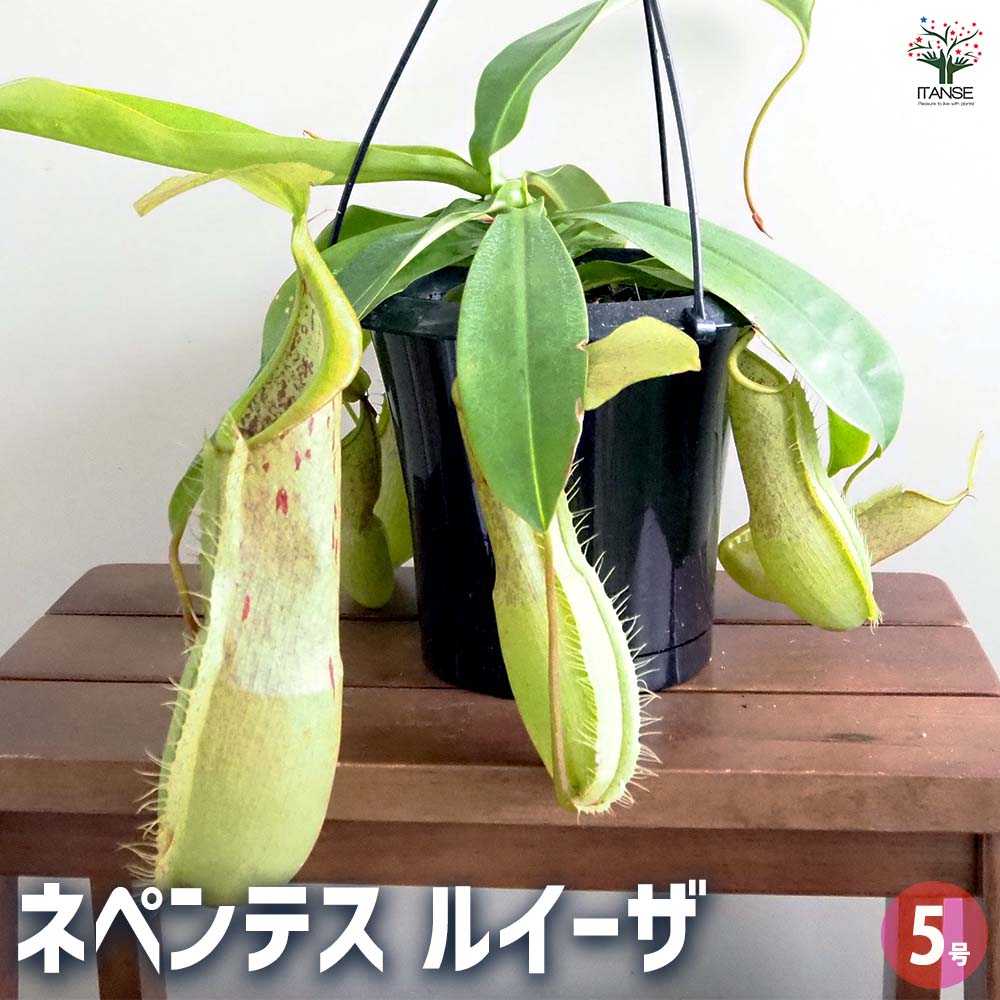食虫植物 ネペンテス ルイーザ 【観葉植物 5号／1個売り】｜ 【植物の