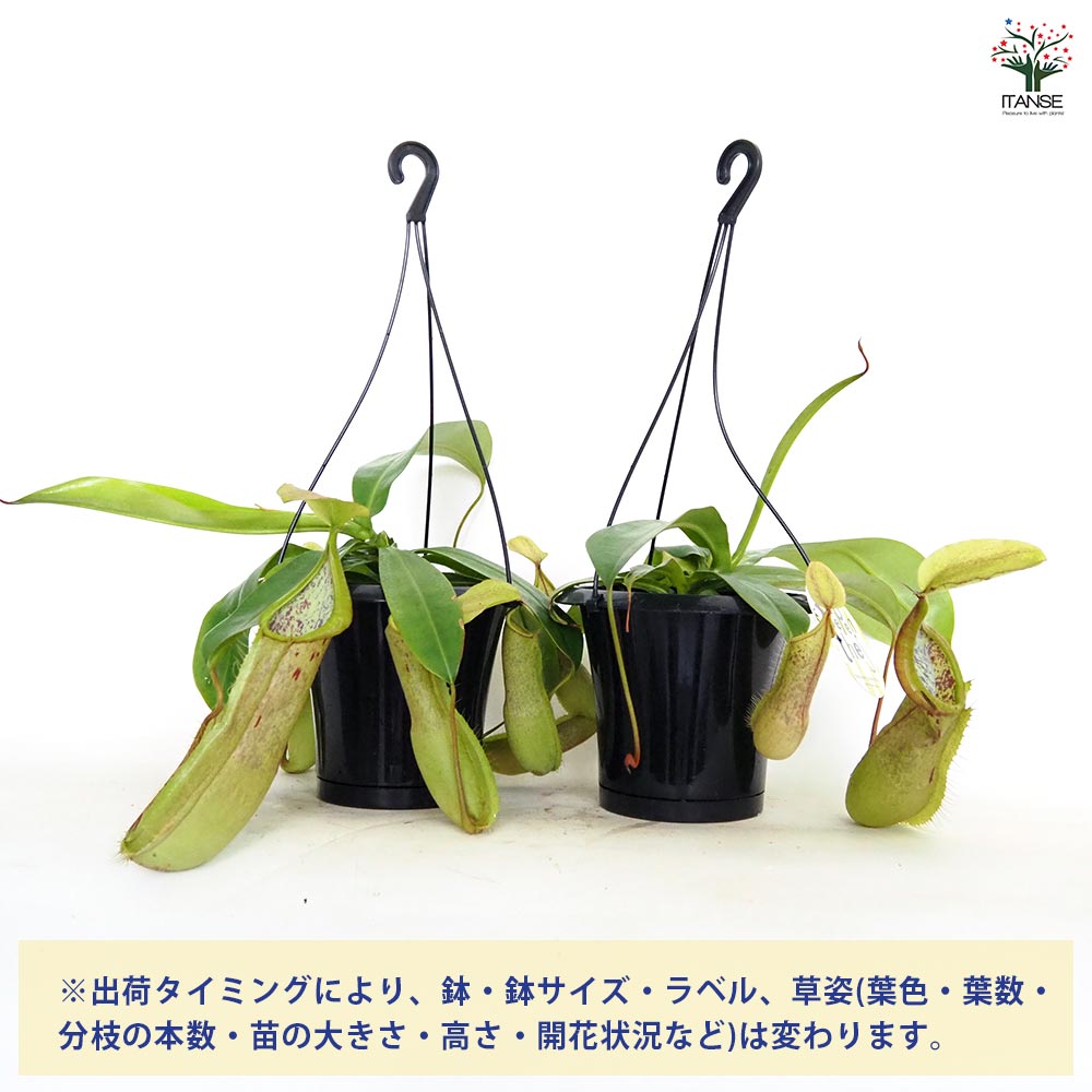 食虫植物 ネペンテス ルイーザ 【観葉植物 5号／1個売り】｜ 【植物の