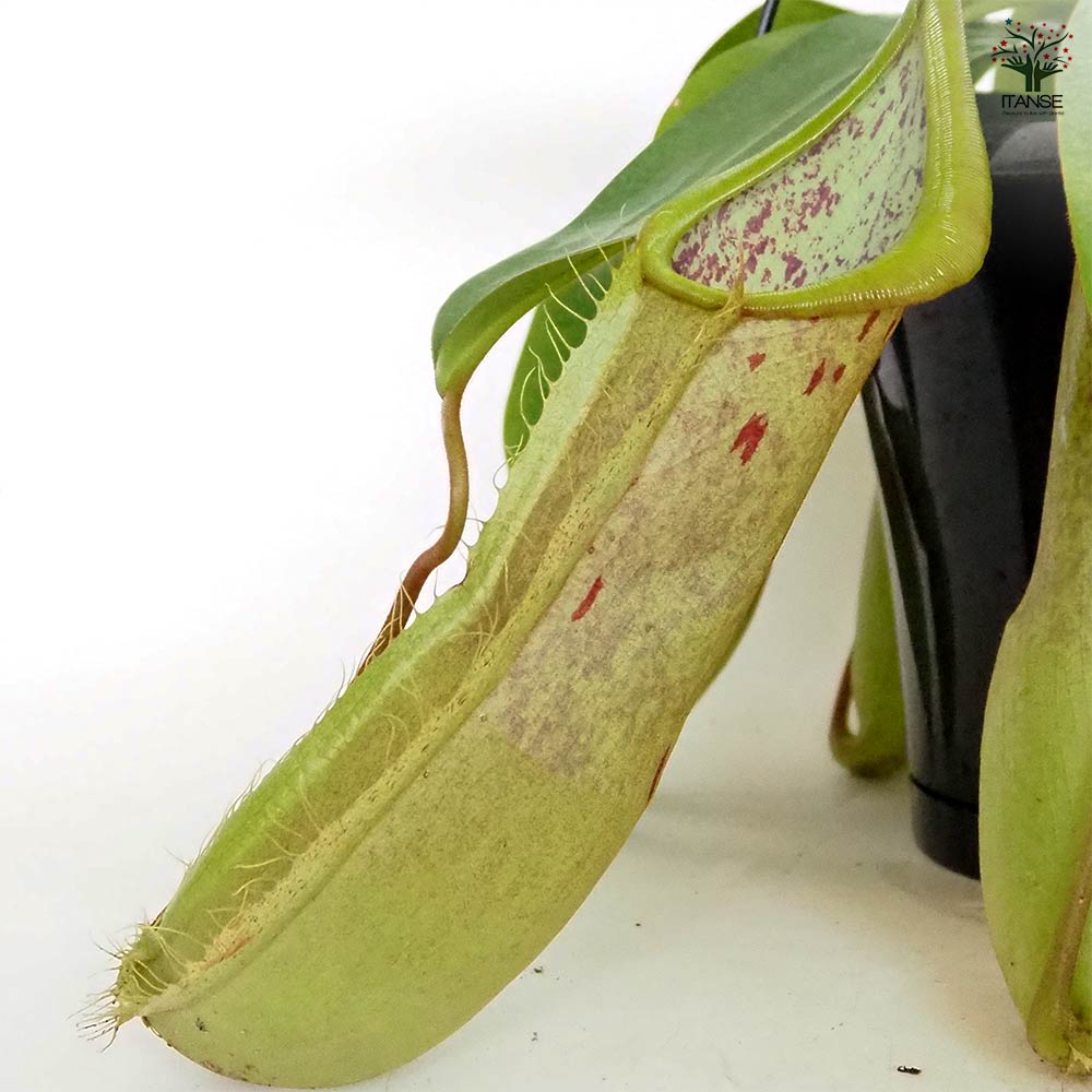 食虫植物 ネペンテス ルイーザ 【観葉植物 5号／1個売り】