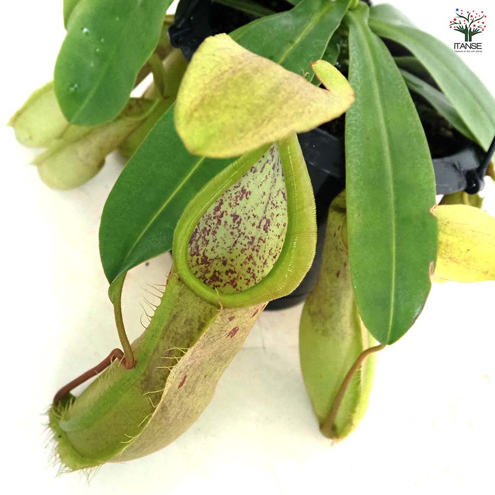 食虫植物 ネペンテス ルイーザ 【観葉植物 5号／1個売り】