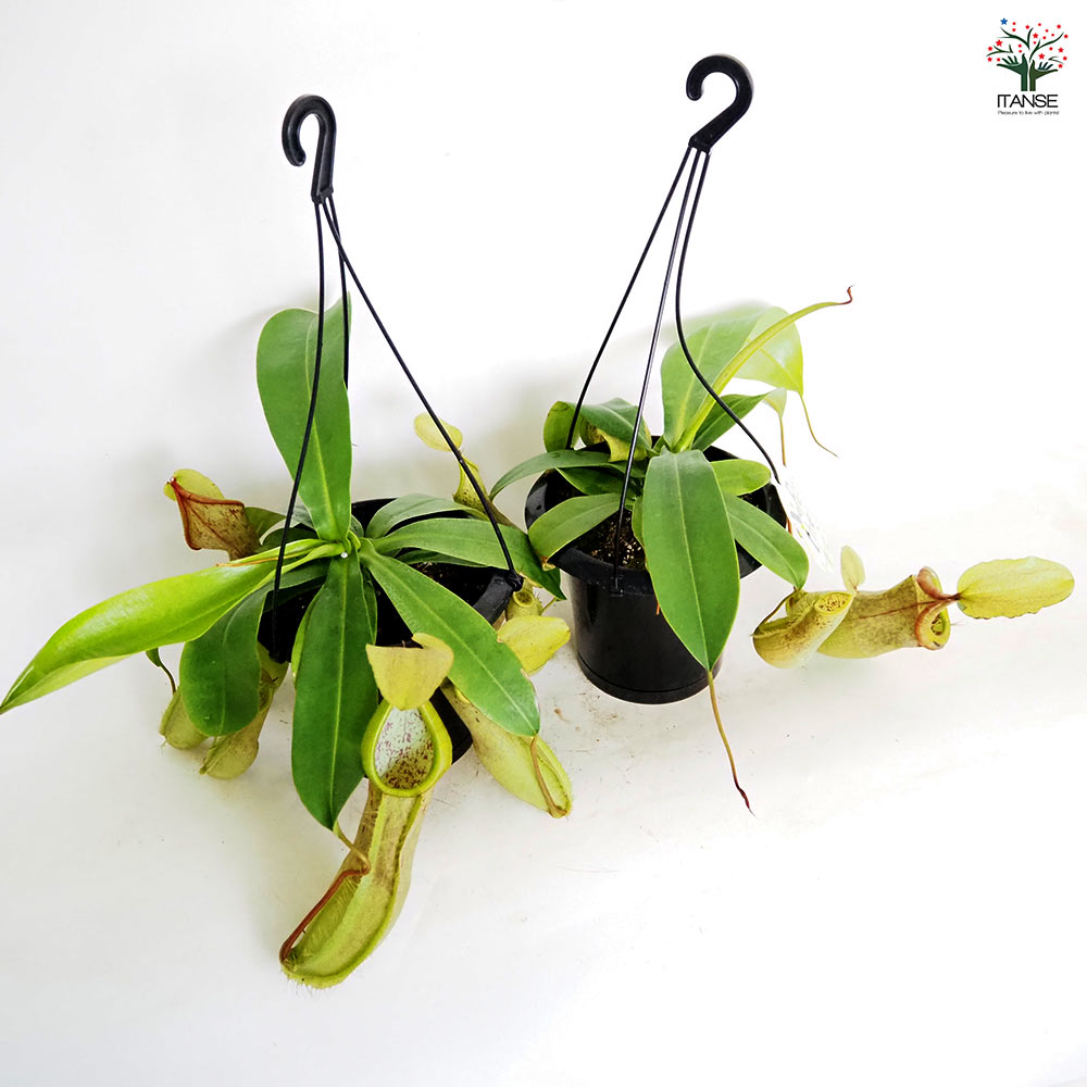 食虫植物 ネペンテス ルイーザ 【観葉植物 5号／1個売り】