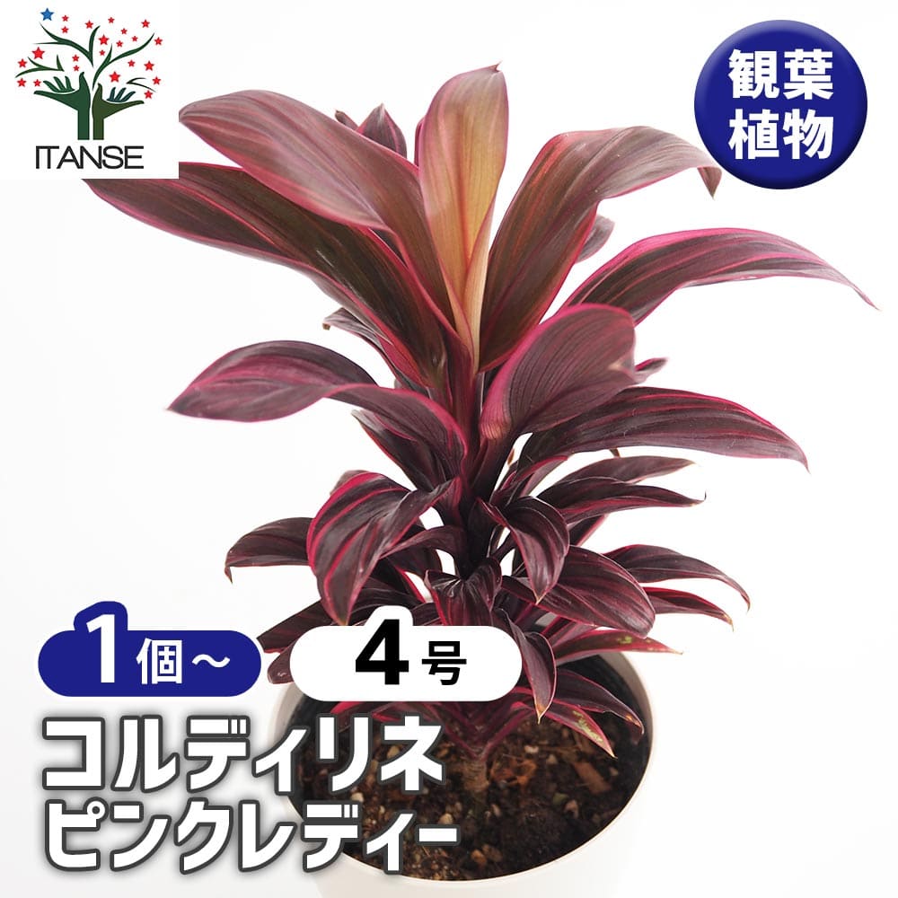 コルディリネ ピンクレディー 【観葉植物 4号】｜ 【植物の
