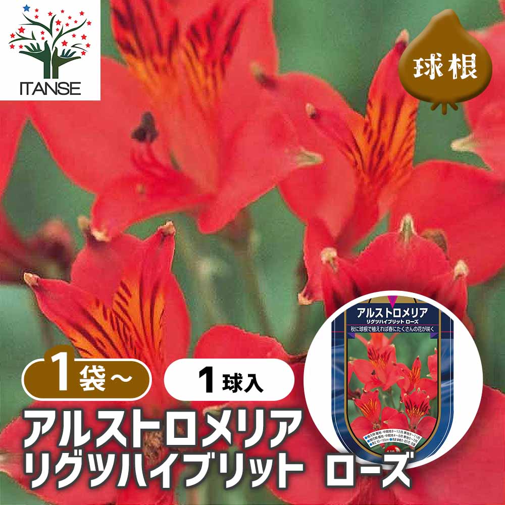 アルストロメリア リグツハイブリット ローズ 【花球根 1球】｜ 【植物