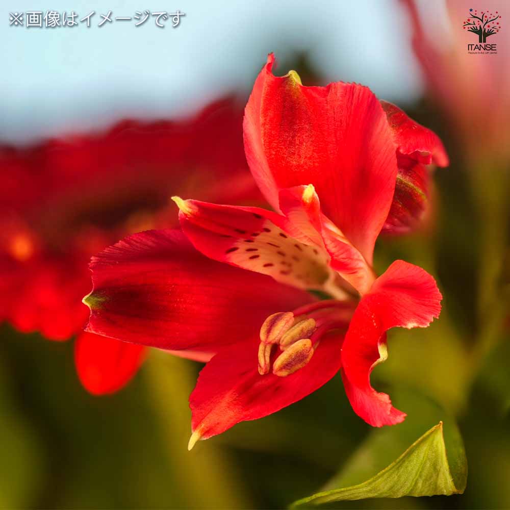 アルストロメリア球根　訳ありセール❣️ アルストロメリア 球根 アルストロメリア球根 訳ありセール