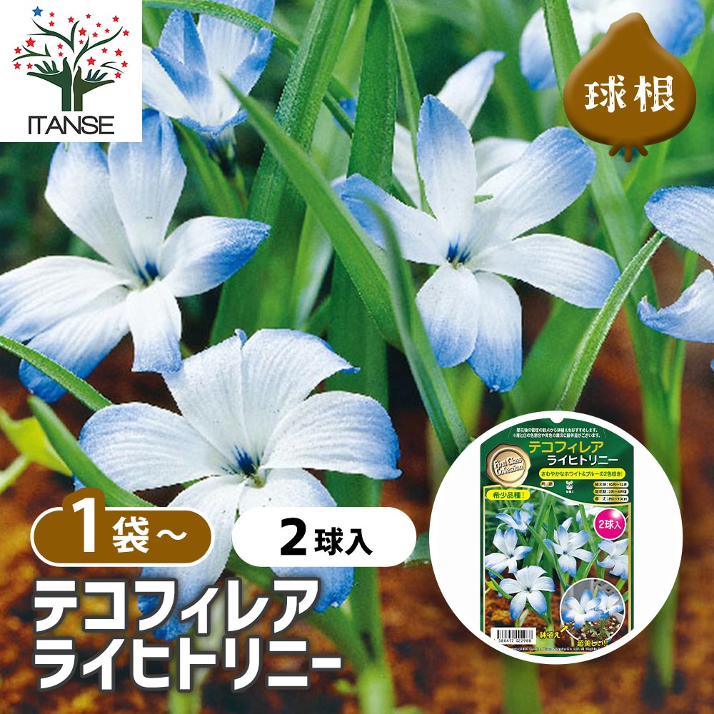 球根 テコフィレア シアノクロッカス ライヒトリニー 【花球根 2球