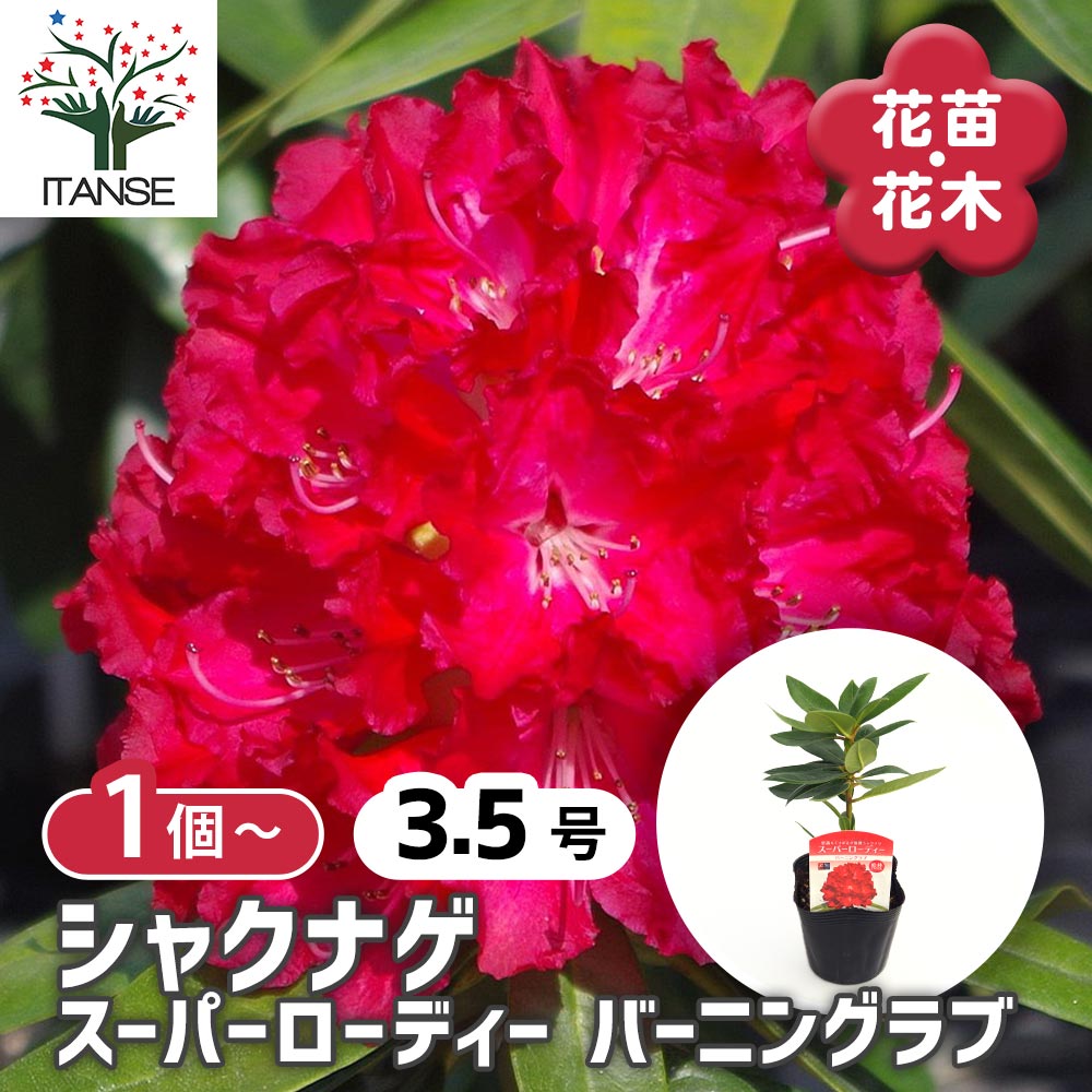シャクナゲ スーパーローディーバーニングラブ 【花木苗 3.5号