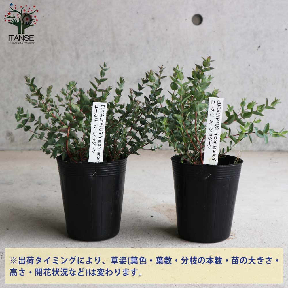 ユーカリ ムーンラグーン【庭木 3.5号ポット苗／1個売り】｜ 【植物の