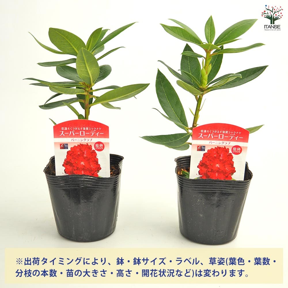 シャクナゲ スーパーローディーバーニングラブ 【花木苗 3.5号