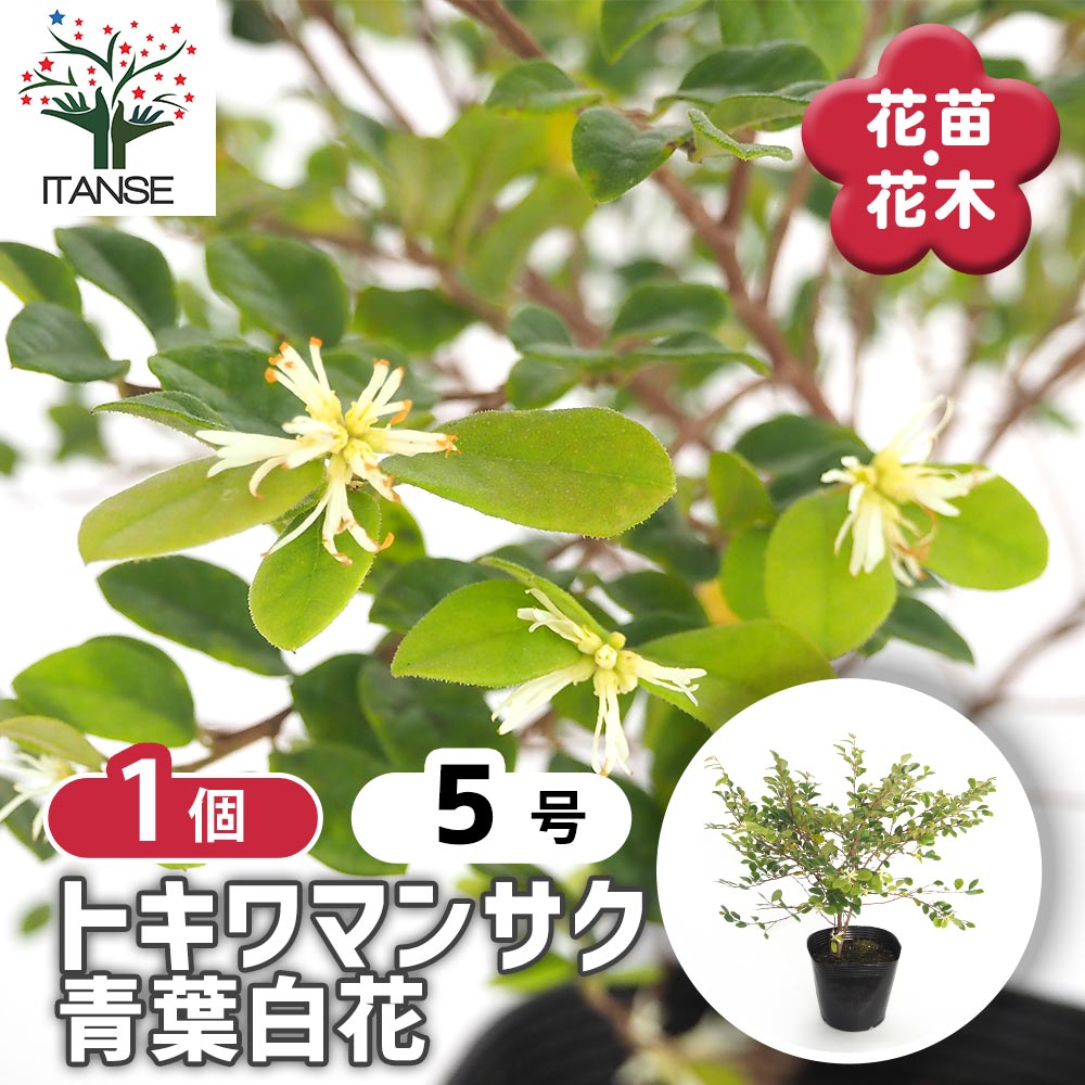 トキワマンサク 青葉白花 【花木苗 5号／1個売り】｜ 【植物の