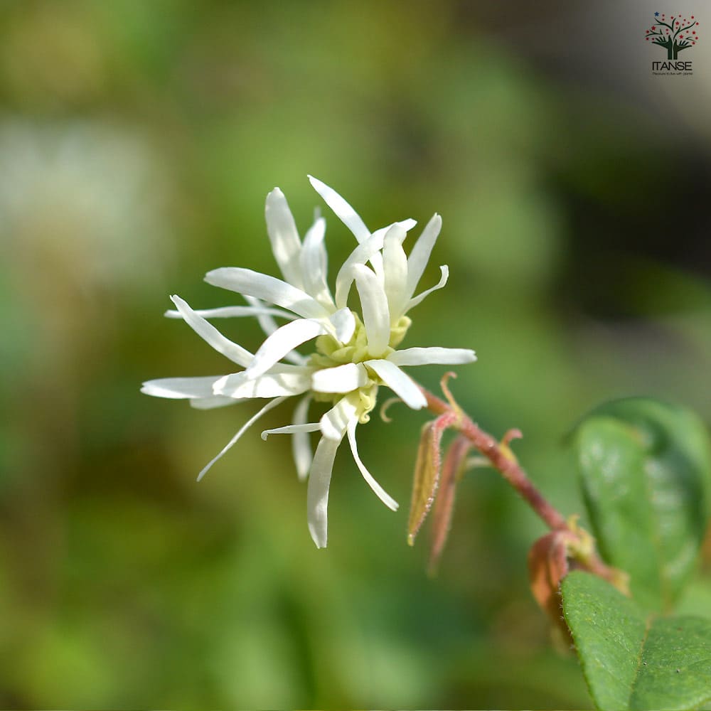 トキワマンサク 青葉白花 【花木苗 5号／1個売り】｜ 【植物の