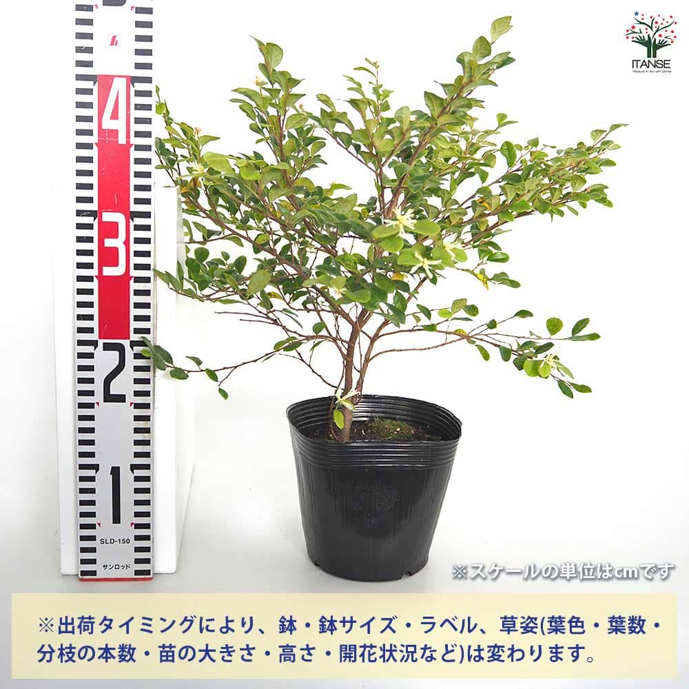 トキワマンサク 青葉白花 【花木苗 5号／1個売り】｜ 【植物の