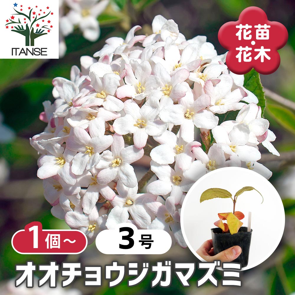 オオチョウジガマズミ(香りガマズミ) 【花木苗 3号】｜ 【植物の