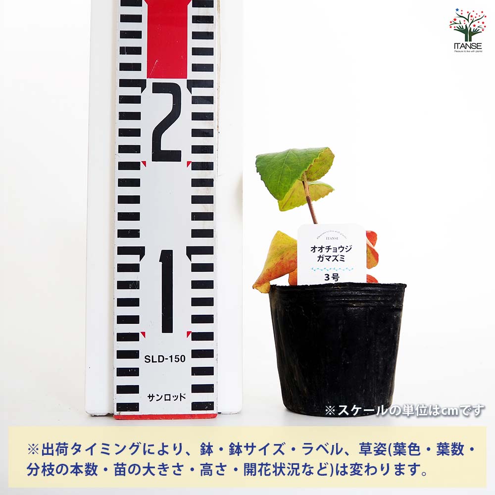 オオチョウジガマズミ(香りガマズミ) 【花木苗 3号】｜ 【植物の