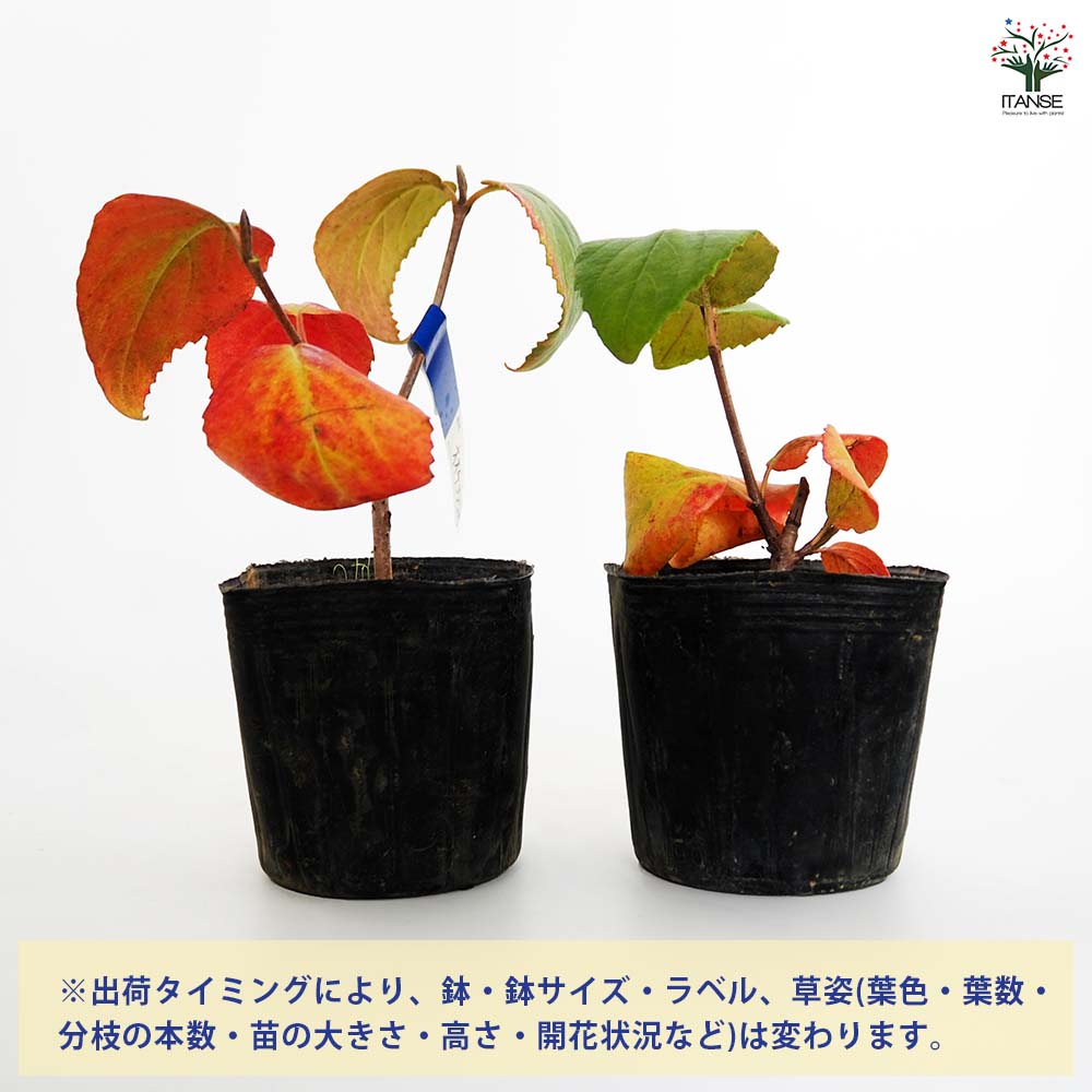 オオチョウジガマズミ(香りガマズミ) 【花木苗 3号】｜ 【植物の