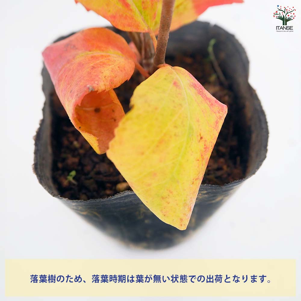 オオチョウジガマズミ(香りガマズミ) 【花木苗 3号】｜ 【植物の