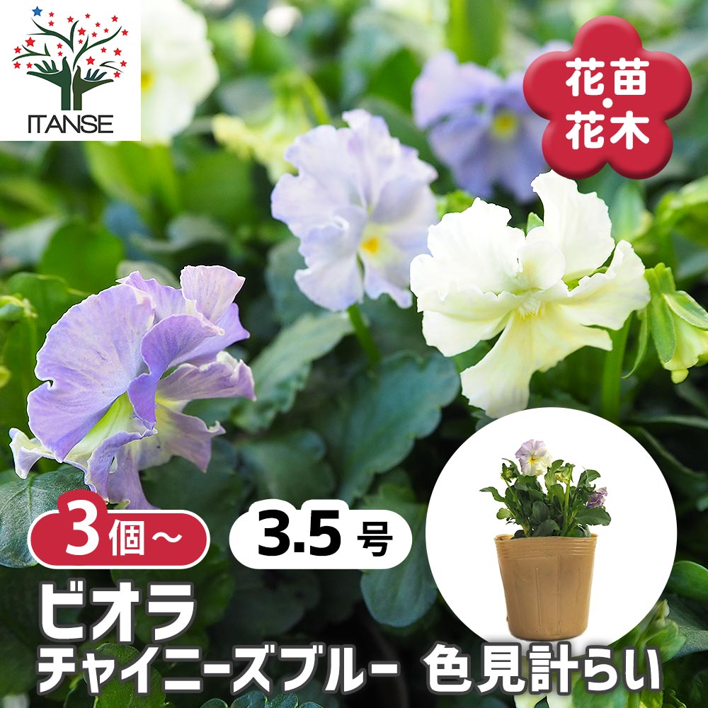 ビオラ チャイニーズブルー色見計らい3個～ 【花苗 3.5号】｜ 【植物の