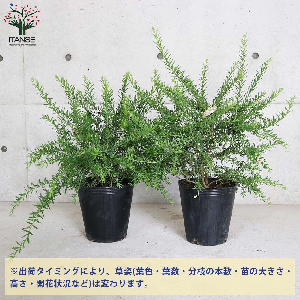 グレビレア・ジュビリー【庭木 7号鉢大苗／1個売り】｜ 【植物の