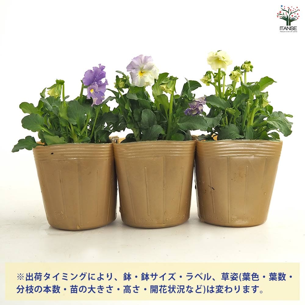 ビオラ チャイニーズブルー色見計らい3個～ 【花苗 3.5号】｜ 【植物の