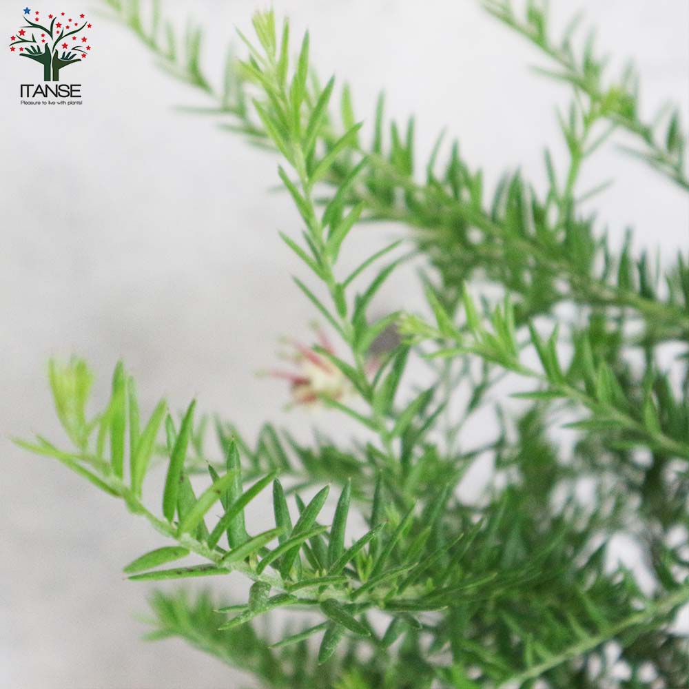 グレビレア・ジュビリー【庭木 7号鉢大苗／1個売り】｜ 【植物の