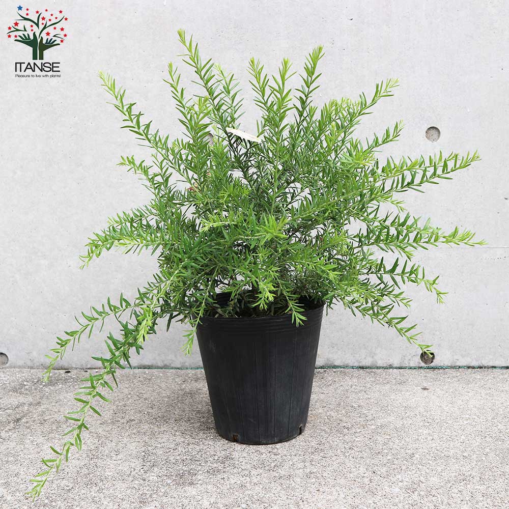 グレビレア・ジュビリー【庭木 7号鉢大苗／1個売り】｜ 【植物の