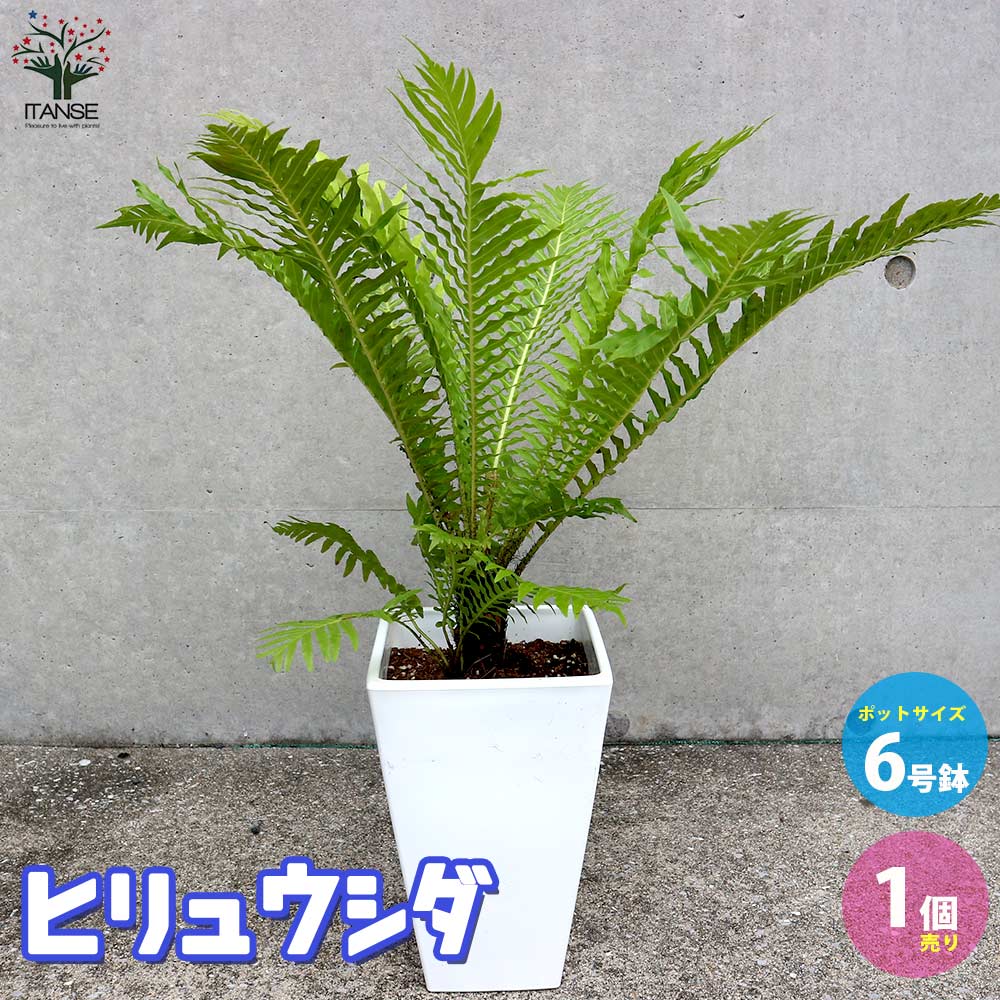 ヒリュウシダ 【観葉植物 6号スクエア鉢／1個売り】