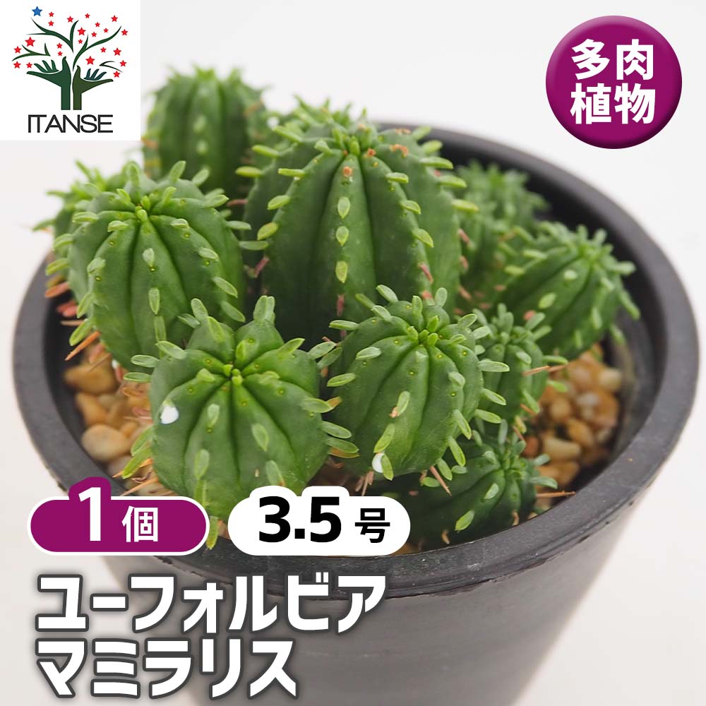 ユーフォルビア マミラリス 【多肉植物 3.5号／1個売り】｜ 【植物の