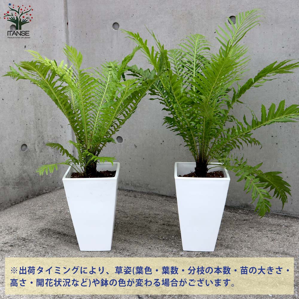 ヒリュウシダ 【観葉植物 6号スクエア鉢／1個売り】