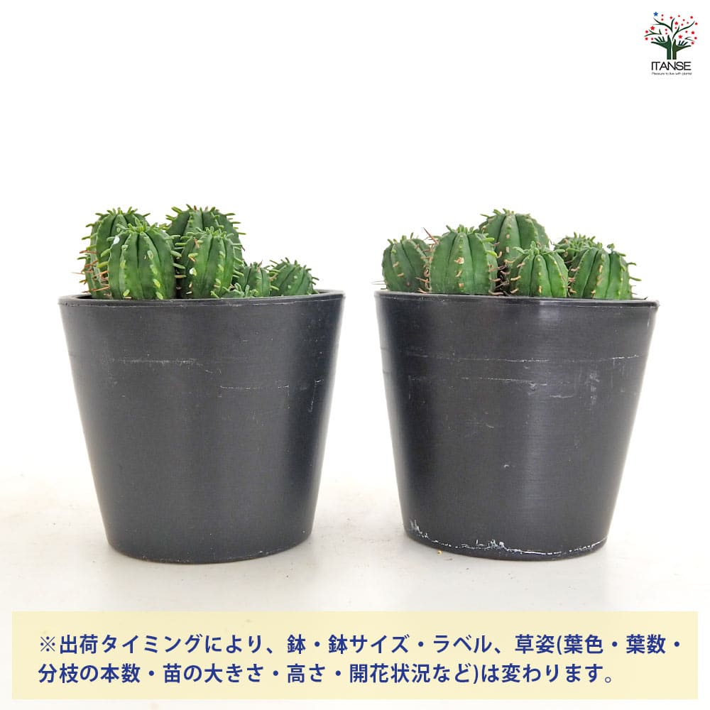 ユーフォルビア マミラリス 【多肉植物 3.5号／1個売り】｜ 【植物の