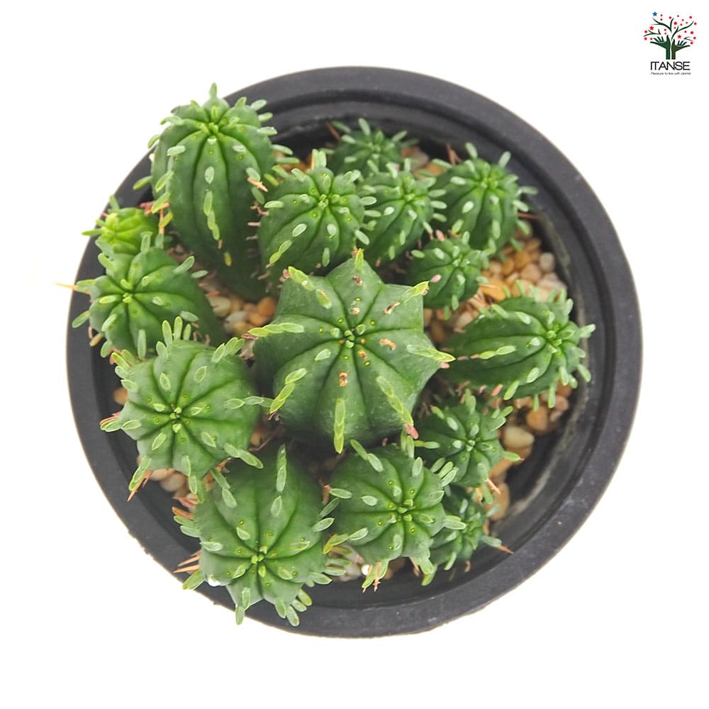 ユーフォルビア マミラリス 【多肉植物 3.5号／1個売り】｜ 【植物の