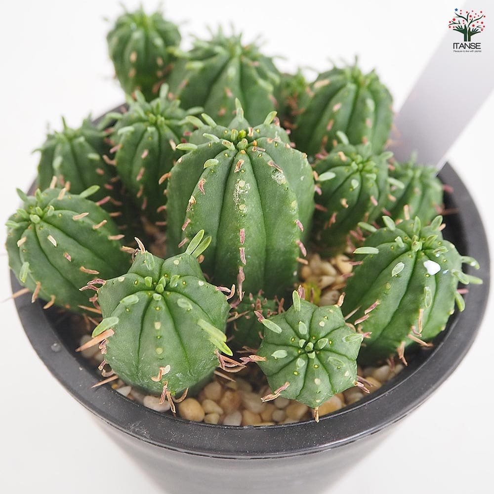 ユーフォルビア マミラリス 【多肉植物 3.5号／1個売り】｜ 【植物の