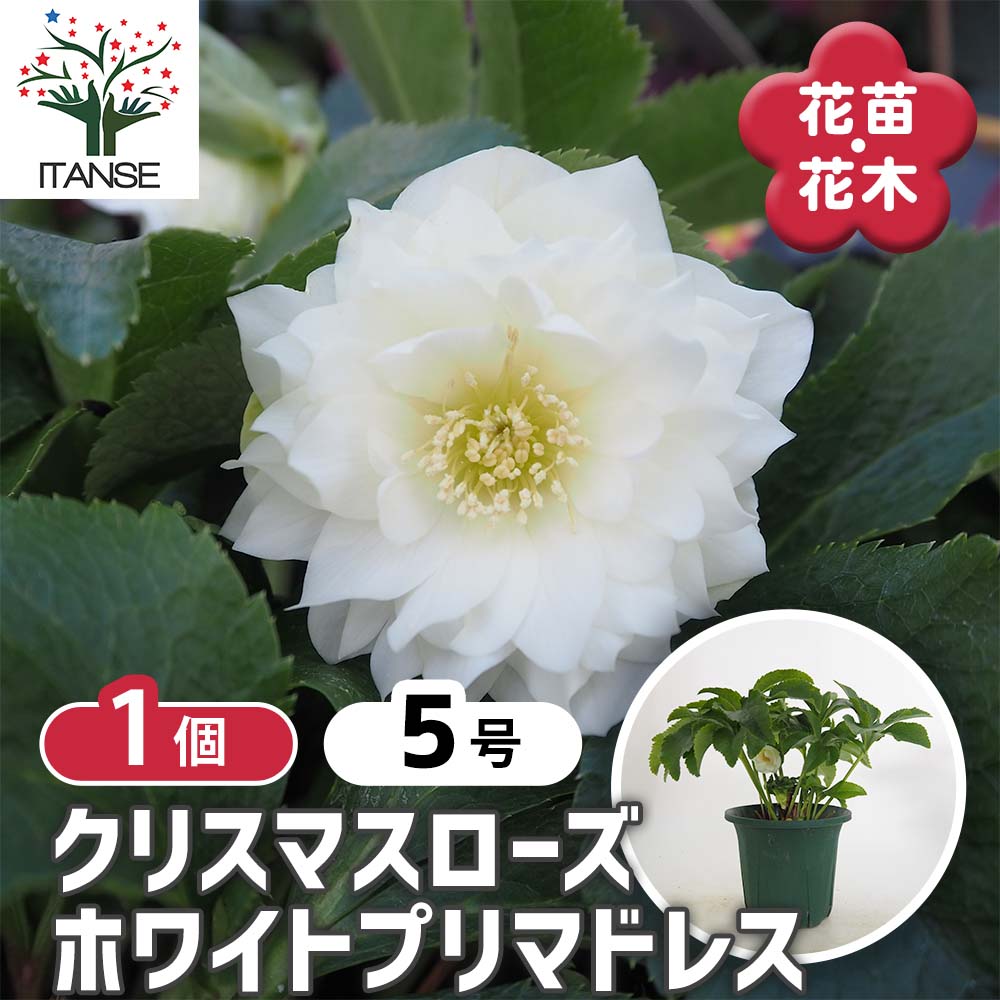 クリスマスローズ ホワイトプリマドレス 【花苗 5号／1個売り