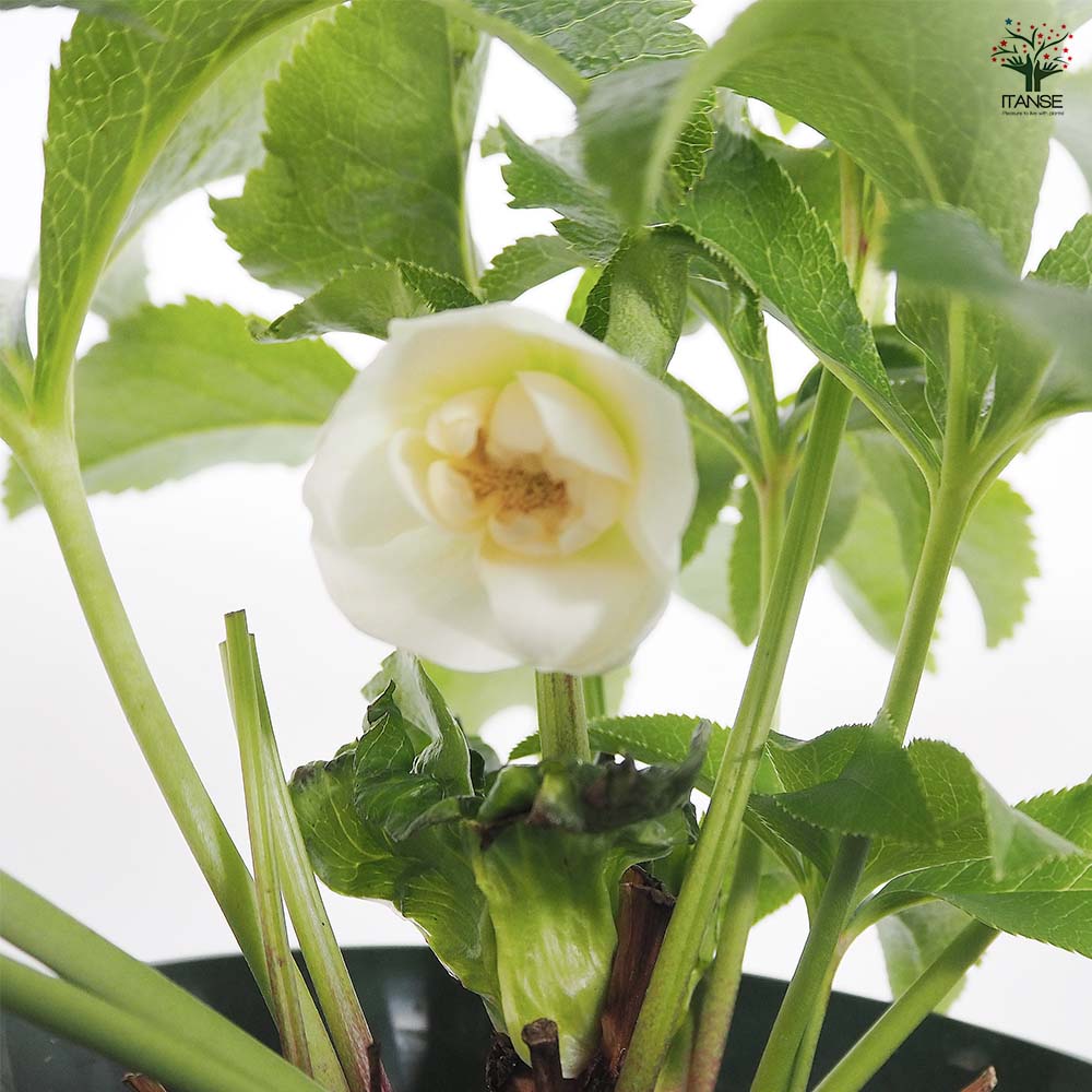 クリスマスローズ ホワイトプリマドレス 【花苗 5号／1個売り