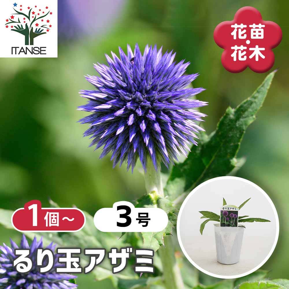 市子…プロフ必読‼︎ページ　瑠璃玉アザミ るり玉アザミ 【花苗 3号】｜ 【植物のITANSE】全品送料無料・即