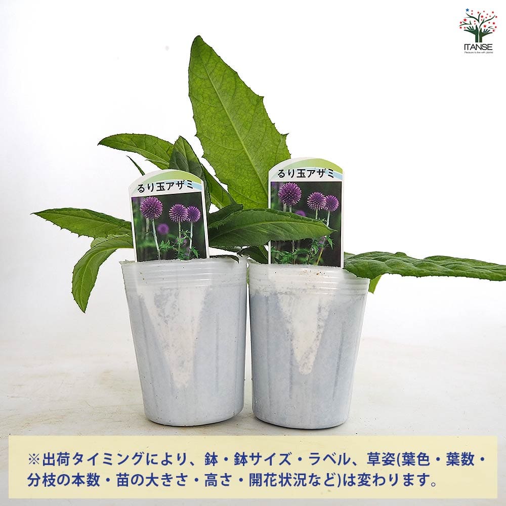 るり玉アザミ 【花苗 3号】｜ 【植物のITANSE】全品送料無料・即