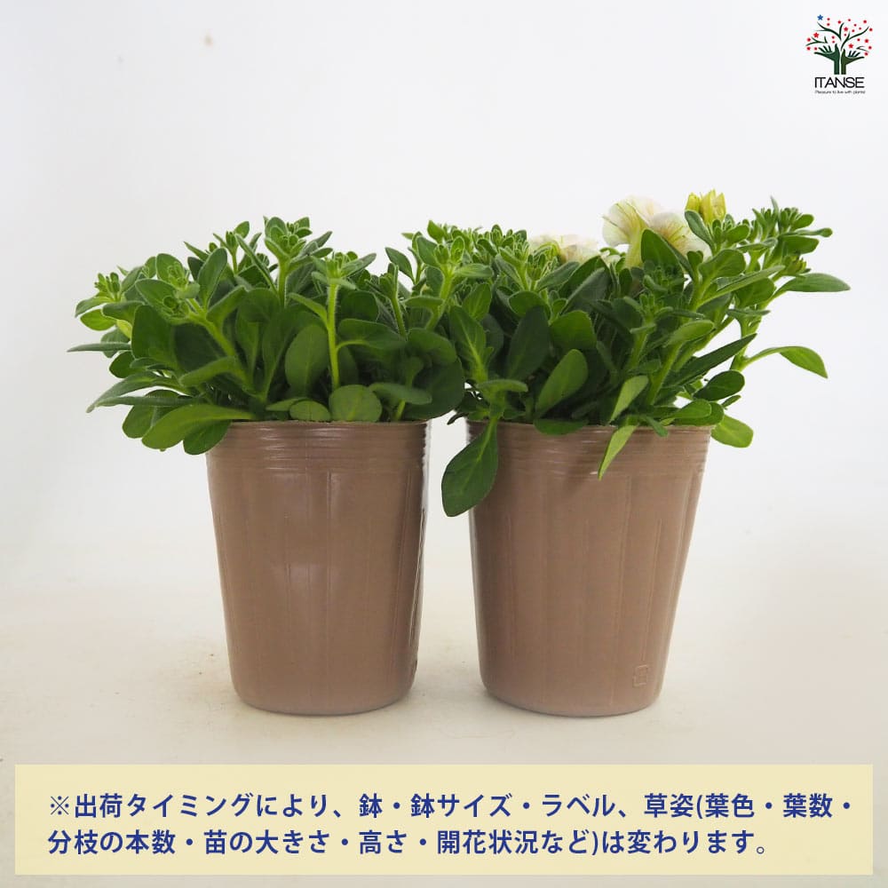 ペチュニア エクラン ピュアポーション 【花苗 3号】｜ 【植物の