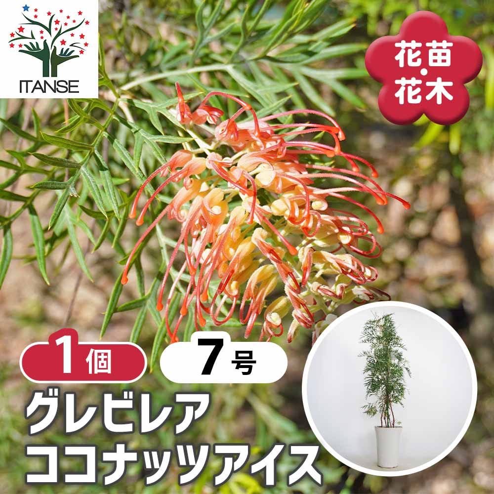 グレビレア ココナッツアイス 【花木苗 7号／1個売り】｜ 【植物の