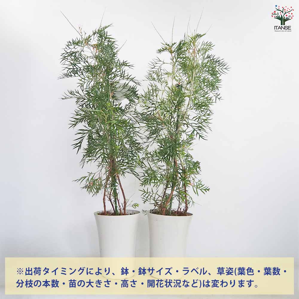 グレビレア ココナッツアイス 【花木苗 7号／1個売り】｜ 【植物の