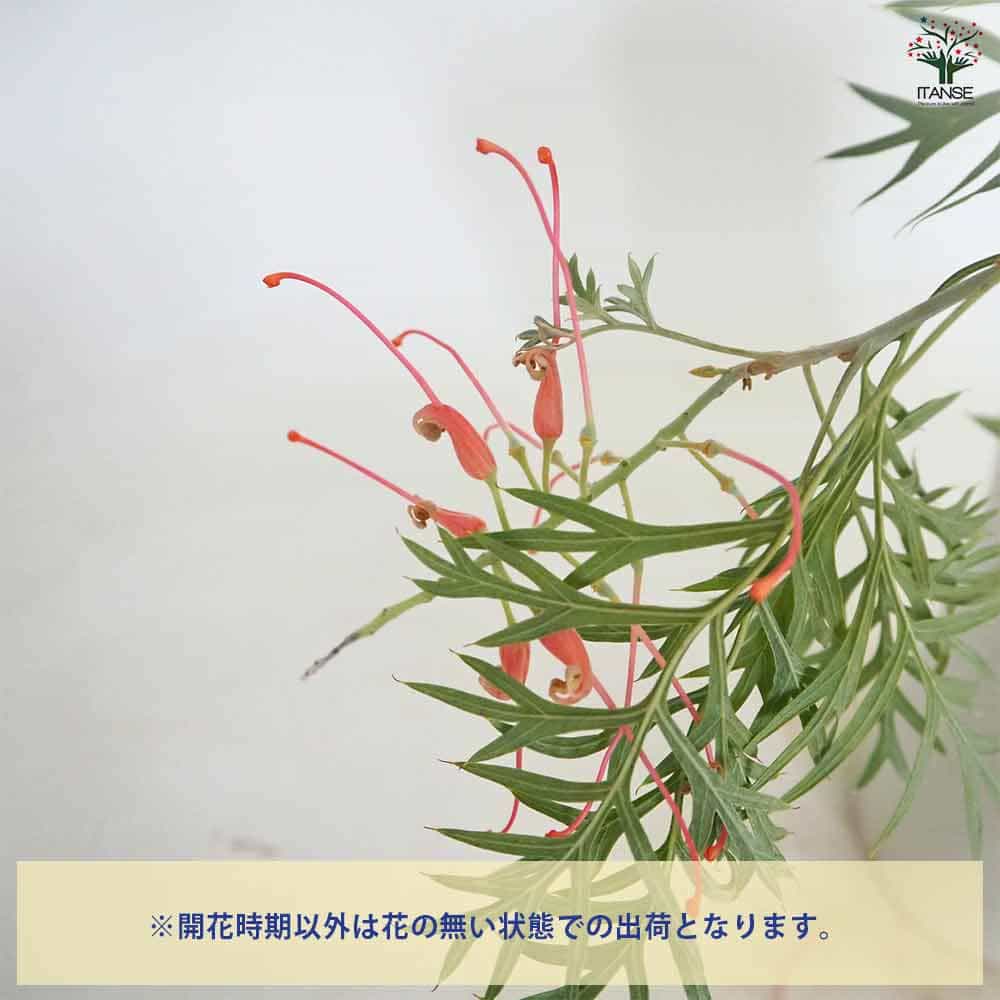 グレビレア ココナッツアイス 【花木苗 7号／1個売り】｜ 【植物の