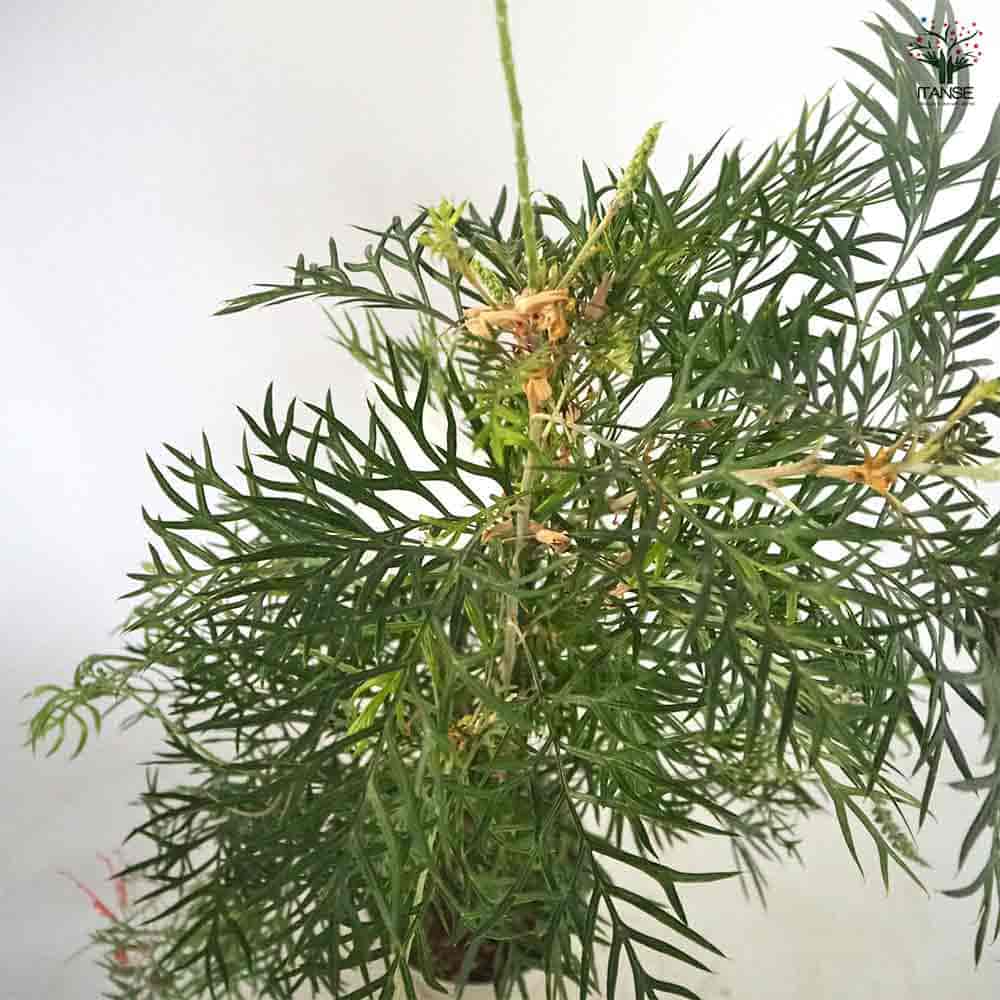 グレビレア ココナッツアイス 【花木苗 7号／1個売り】｜ 【植物の